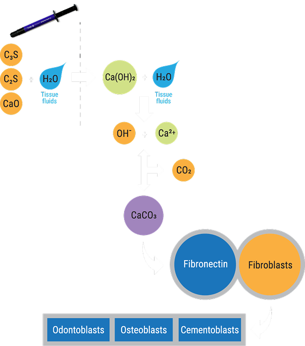 Mechanism of Action Diagram